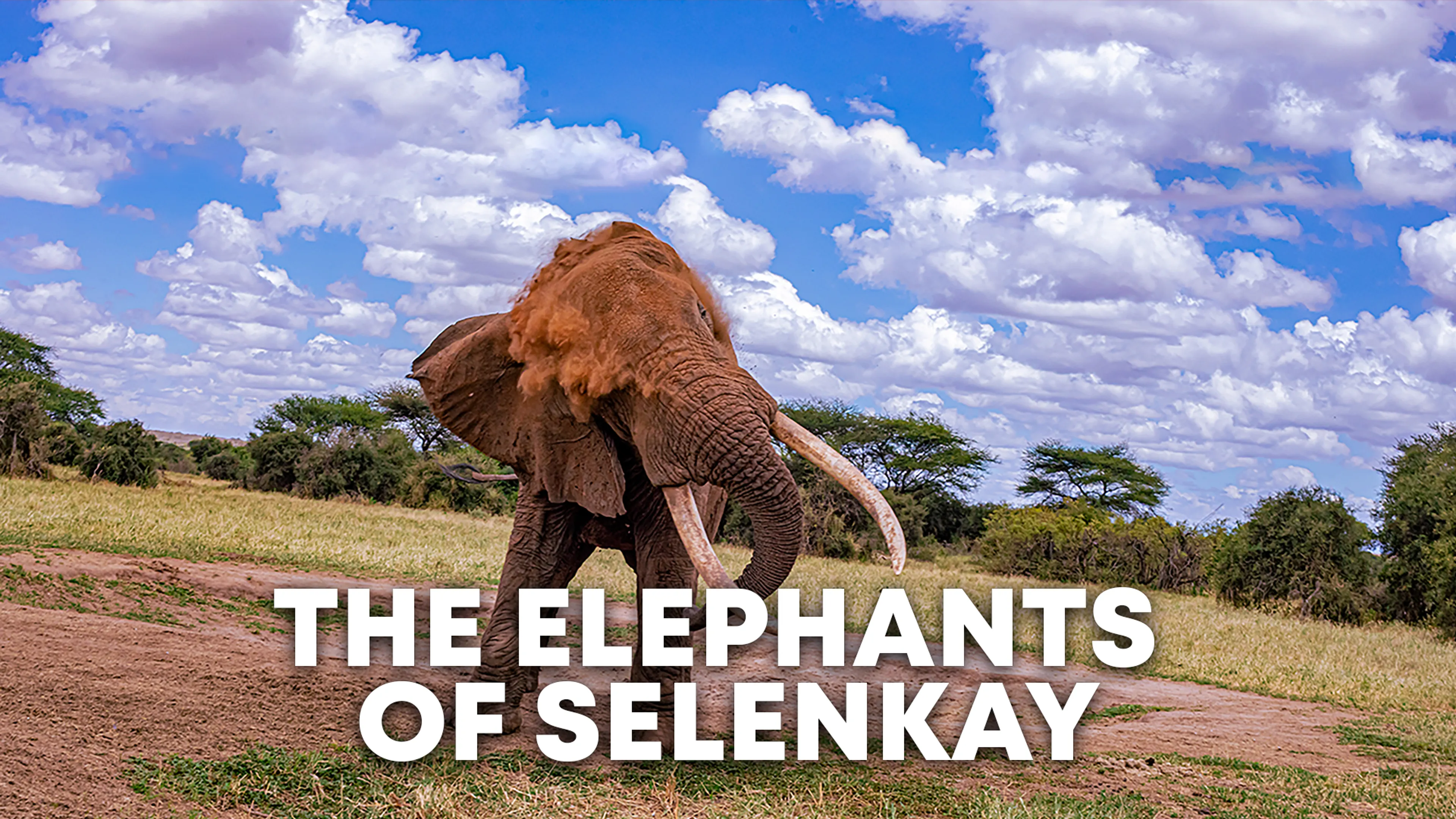 The Elephants of Selenkay poster